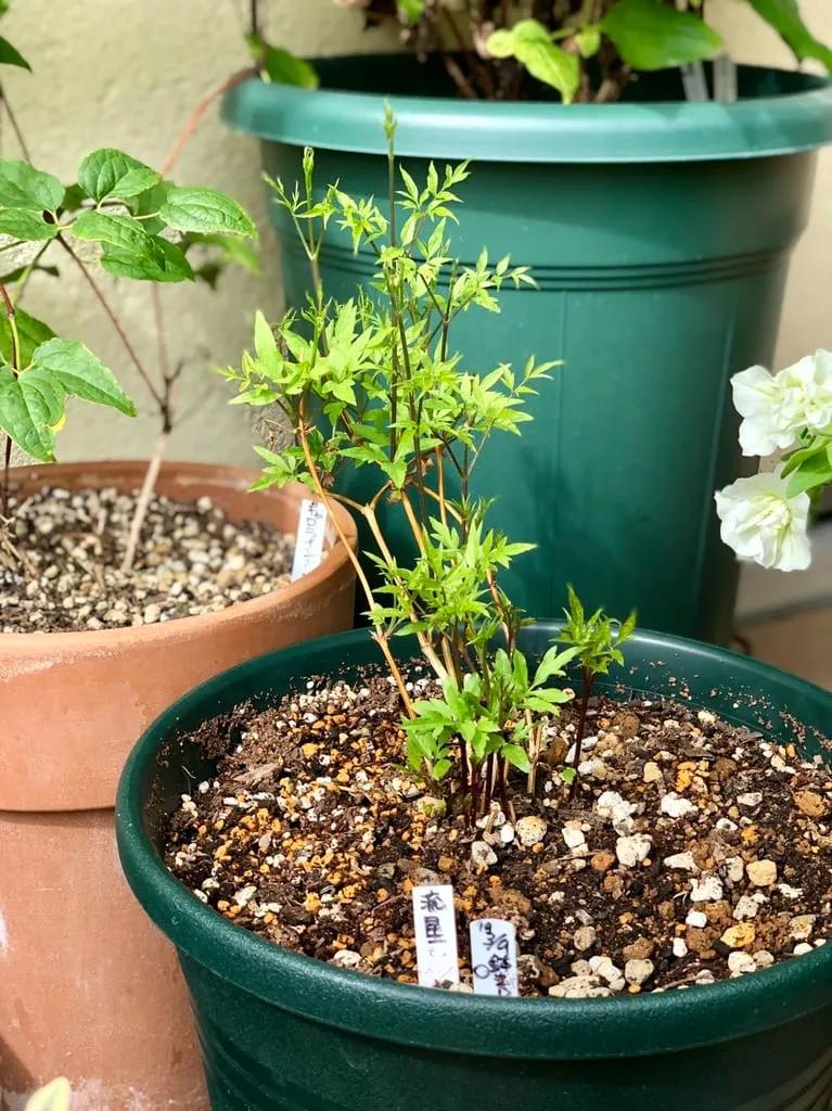 铁线莲春季萌芽后肥水管理,铁线莲大苗春季换盆的正确方法