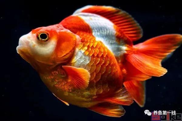 金鱼的种类图片和名字观赏,金鱼的品种分别有哪些图片