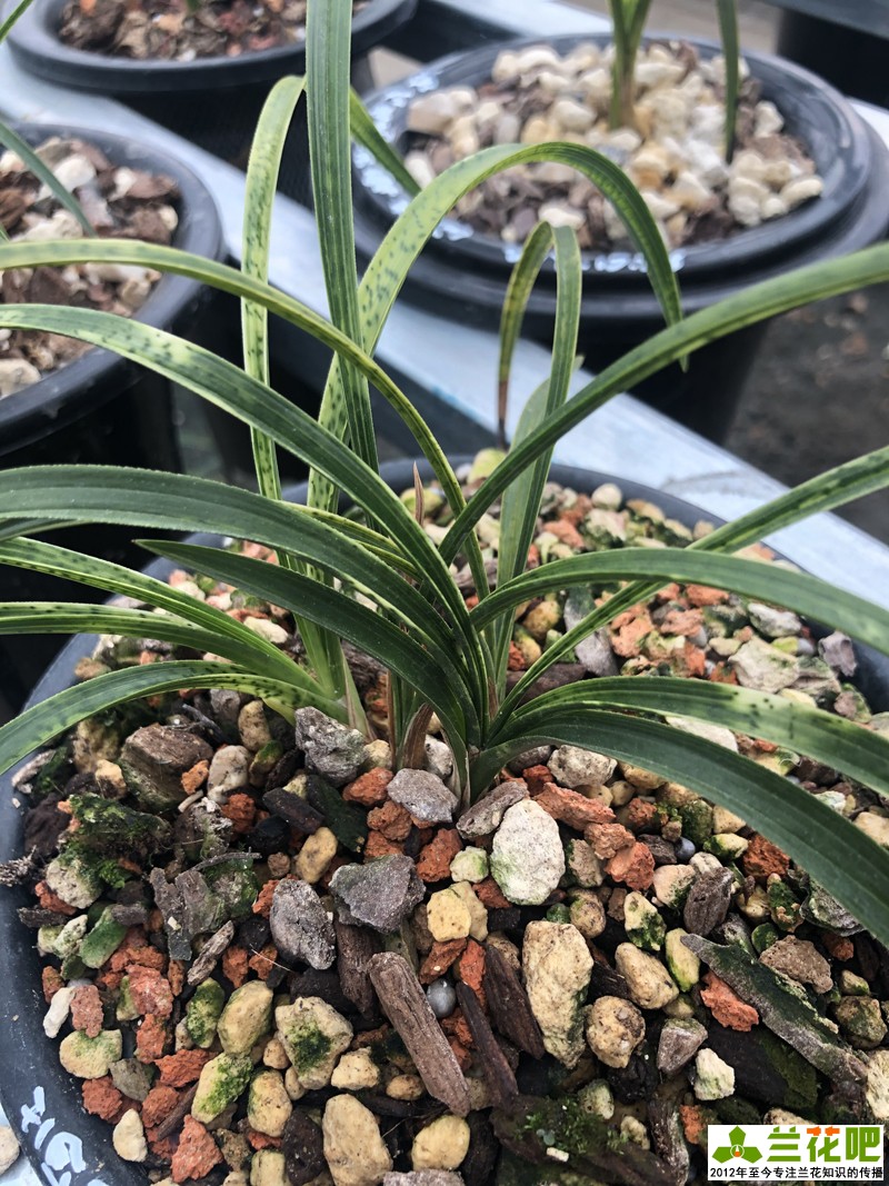 种兰花最好用什么植料,种兰花要用什么保湿