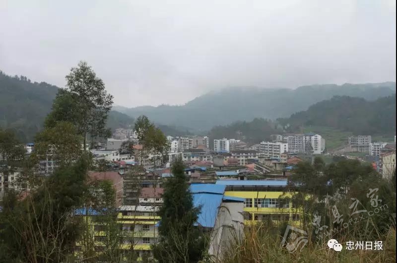 白石山林区生态环境,白石镇竹海