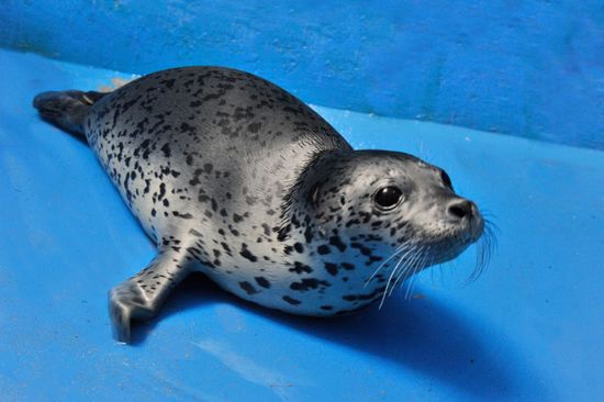 大连斑海豹保护区,盘锦斑海豹自然保护区