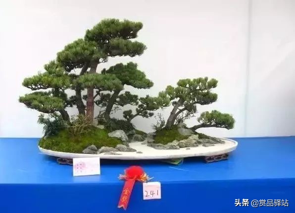 黑松盆景寓意 (黑松盆景风水)