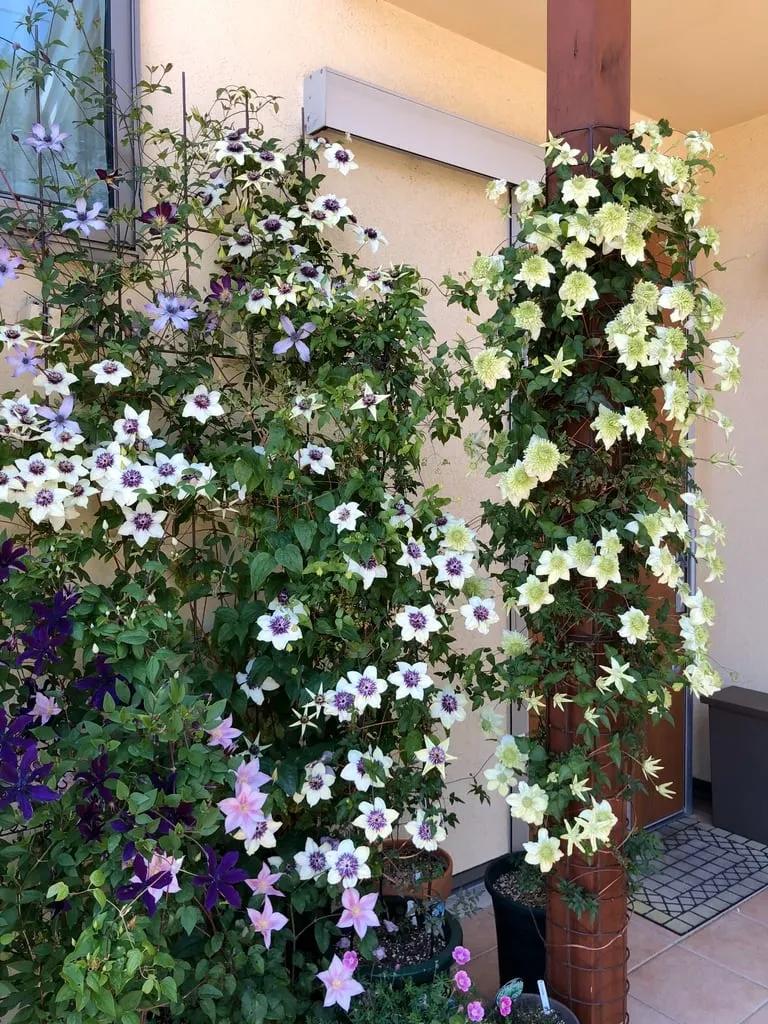 铁线莲春季萌芽后肥水管理,铁线莲大苗春季换盆的正确方法