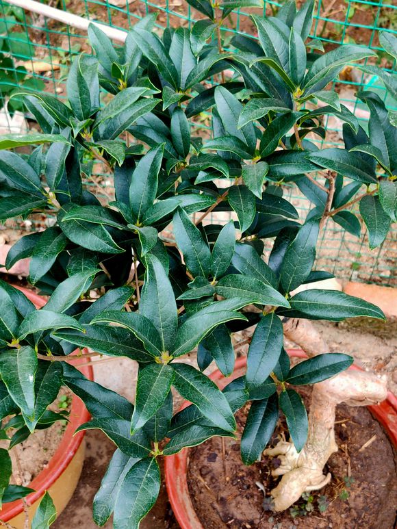 桂花叶子发黄掉落，注意3点小细节，恢复生机花香十里