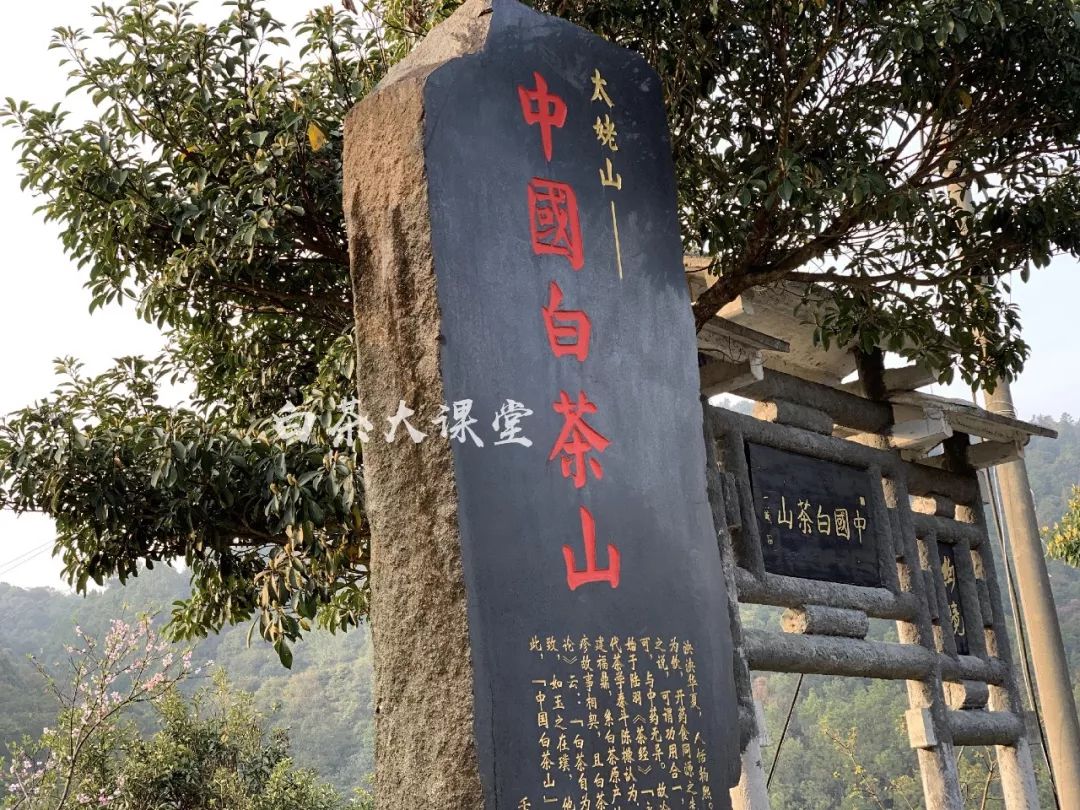 白茶是什么滋味,白茶讲的什么