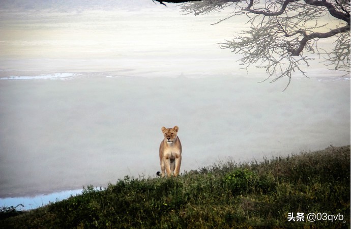 鏈涙棤杈归檯鐨勬捣,鏈涙棤杈归檯