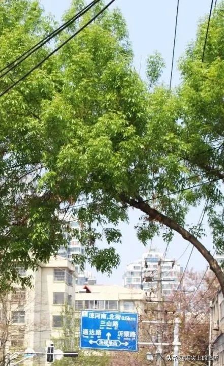 临沂特色美食排名,临沂特色美食哪里最好吃