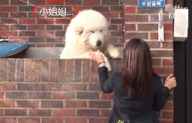 大白狗因“爱笑”成网红，还知道它很受欢迎，狗：我帅吗？