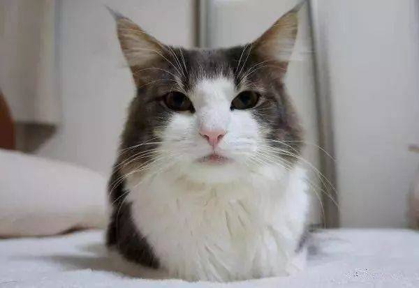 猫咪好不好看全看眼睛,猫咪发腮食谱