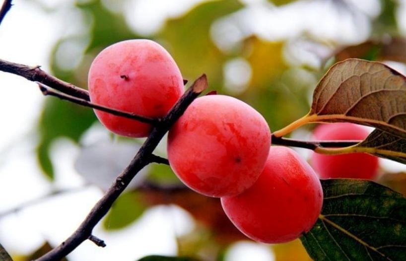 描写柿子的七绝古诗词,描写柿子的优美古诗词名句