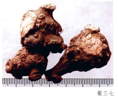 云南三七真伪查询,三七药材的真伪鉴别