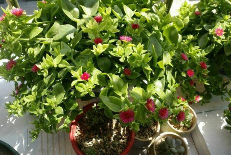 养花黄豆肥怎么做不臭,家里用黄豆怎样自制养花营养肥