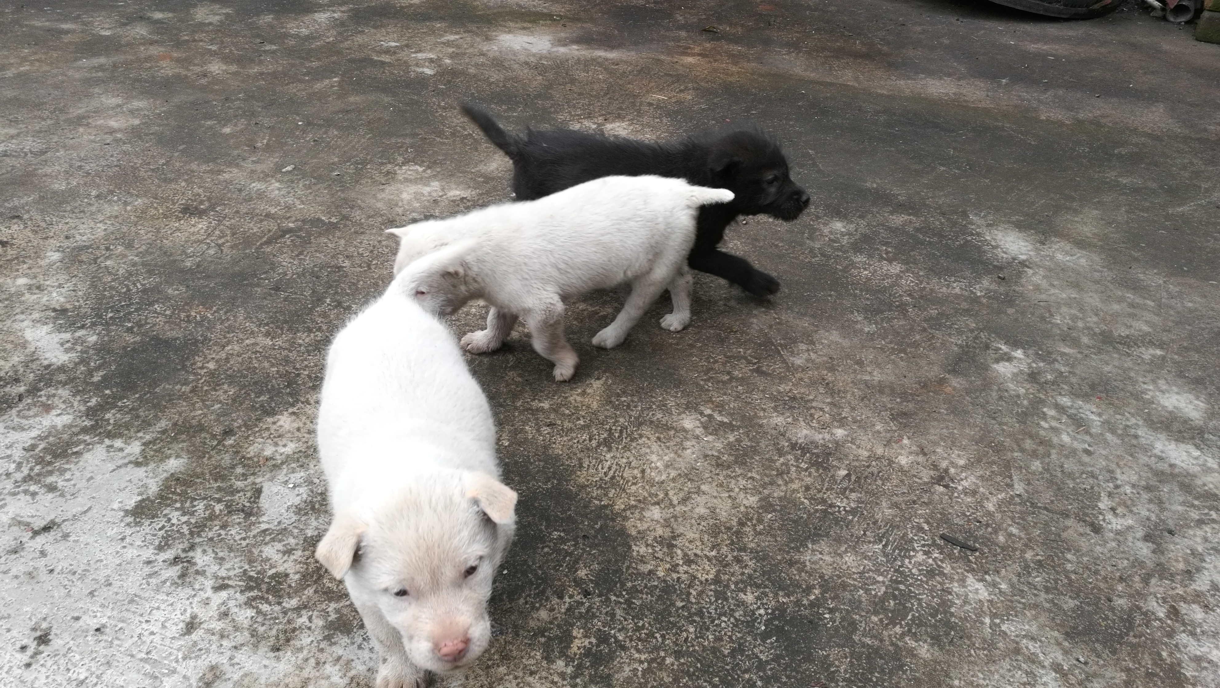 下司犬为什么不能随便养,下司犬真的好养吗