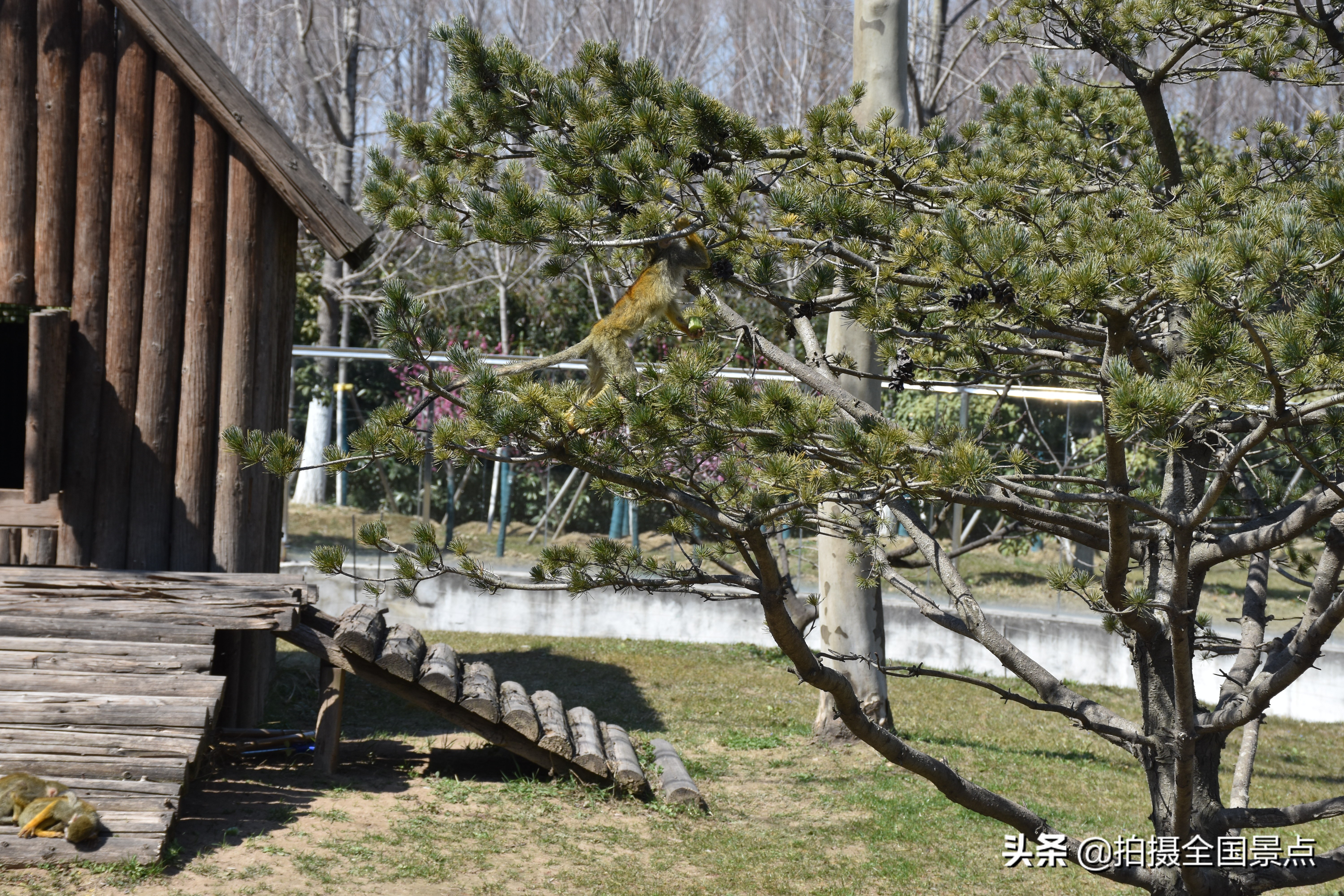 淮安动物园旅游景点推荐,淮安动物园在什么位置