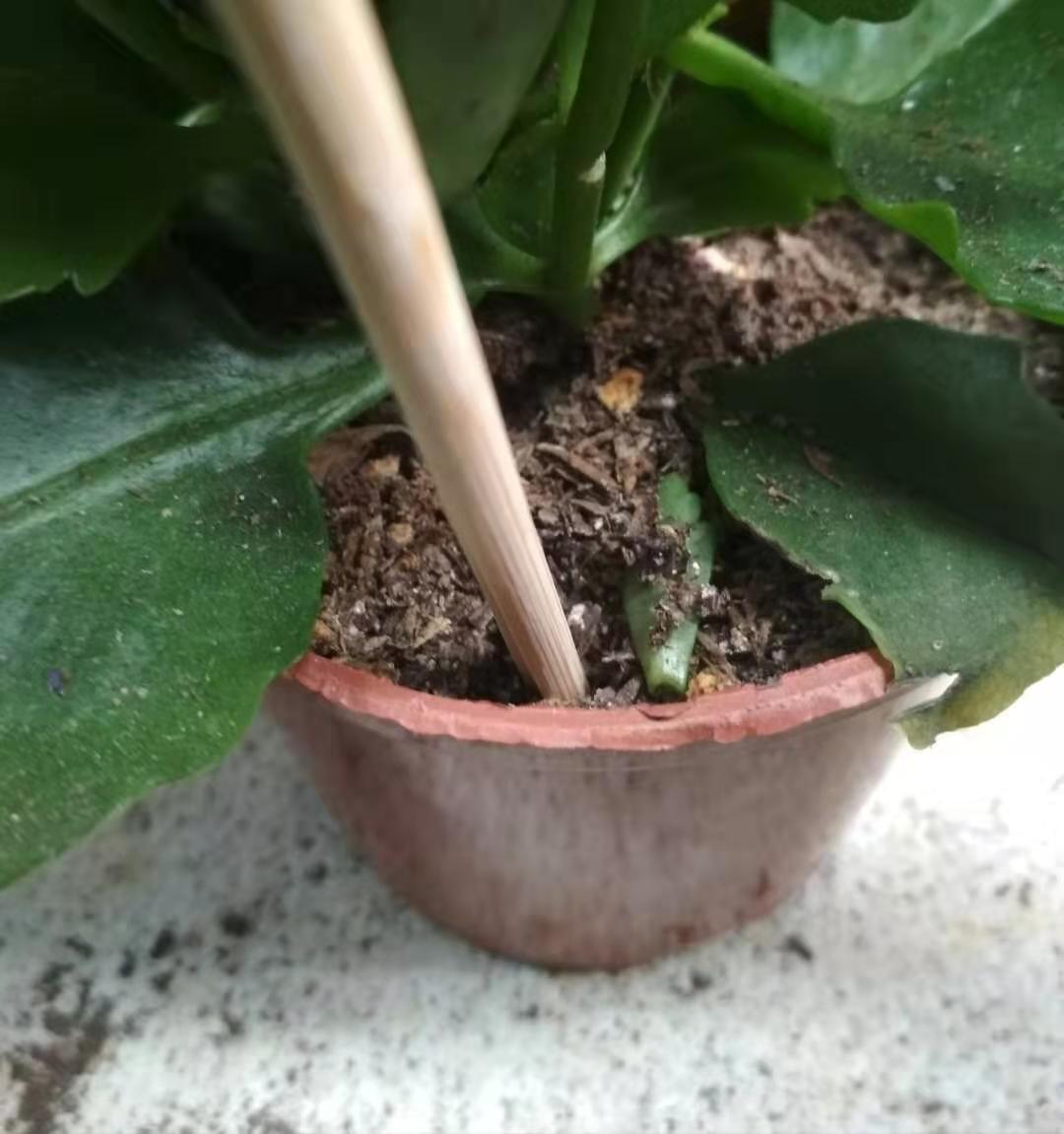 盆土不容易干,盆土不容易干是什么原因