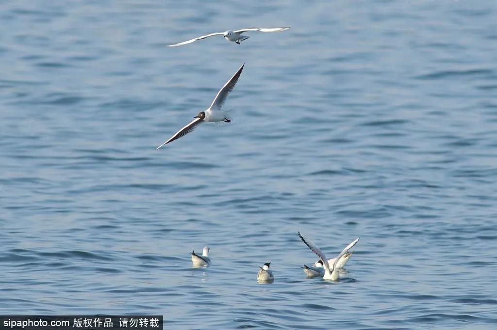 适合冬天去的北方小众海边,北京最近的两日海边旅游适合赶海