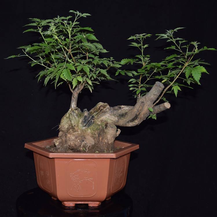 变废为宝酒瓶盆景,变废为宝塑料瓶盆景