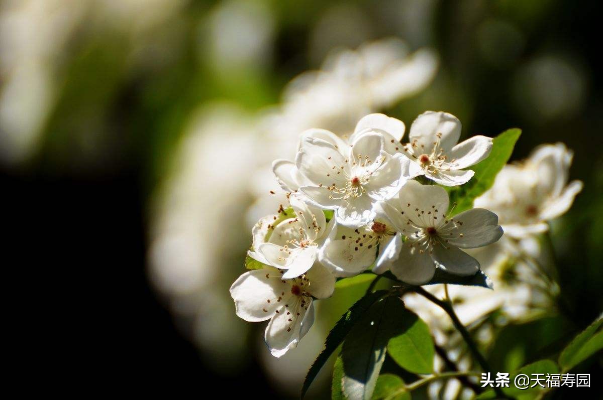半旗向逝者致哀标准,向逝者致哀完整版