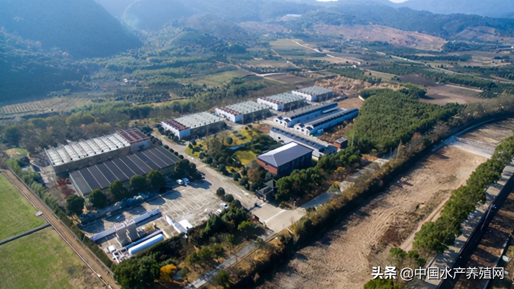 锦鲤鱼池的循环水怎么做,新型循环水养殖池设计