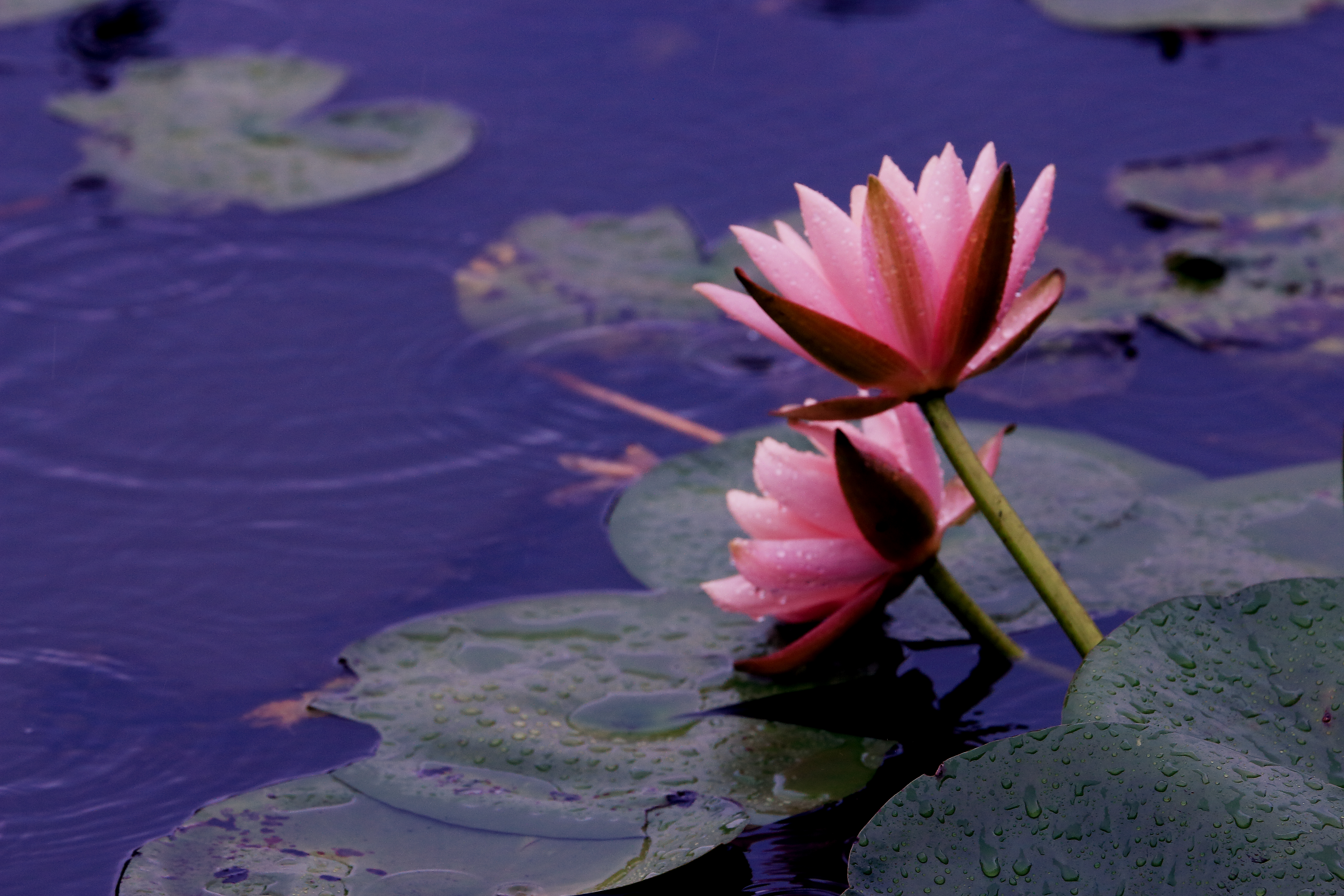 睡莲出尘的美,蔚蓝之美睡莲