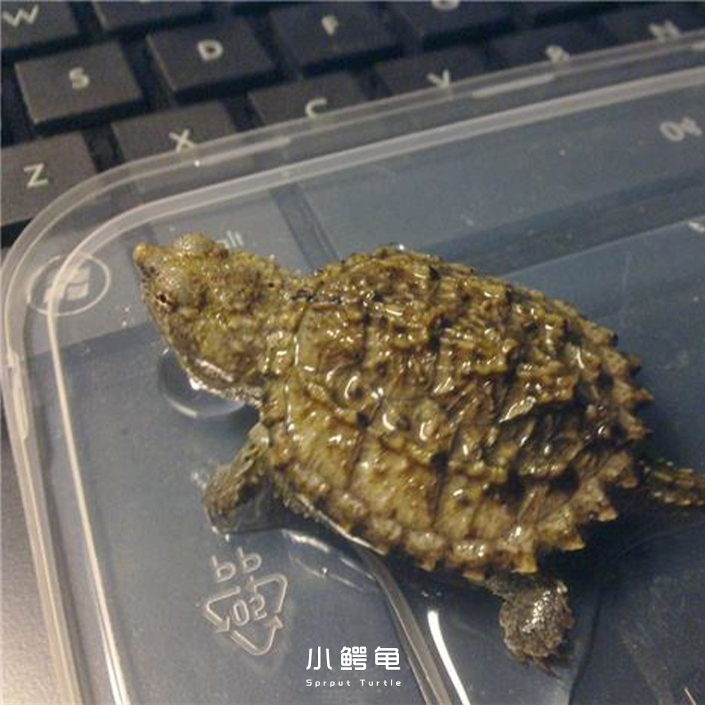 乌龟为什么喜欢晒背,乌龟为什么要晒背