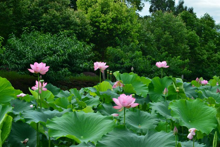 涔愯嚦鑽疯姳鎽勫奖浣滃搧娆ｈ祻,涔愯嚦鍗拌薄鎽勫奖