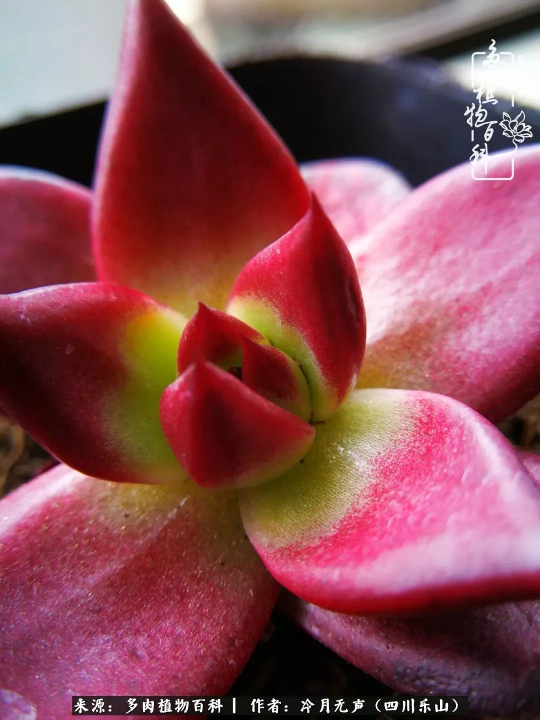 时光见证多肉故事,关于多肉的故事