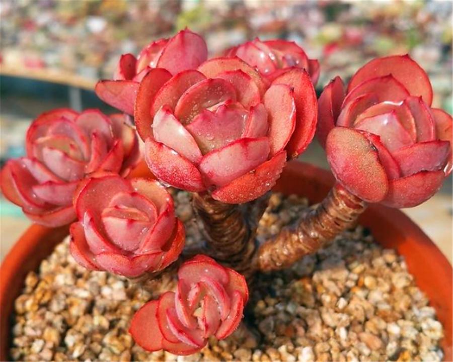 多肉秀妍怎么叶插繁殖,单头秀妍老桩徒长怎么办