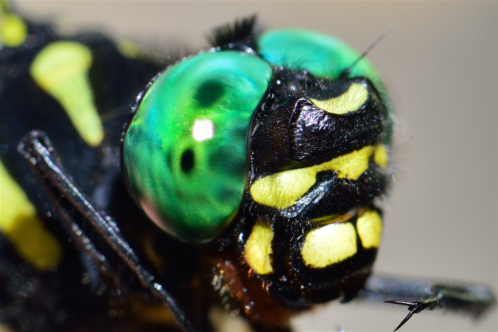 世界最大蜻蜓长啥样,目前世界上最大的蜻蜓