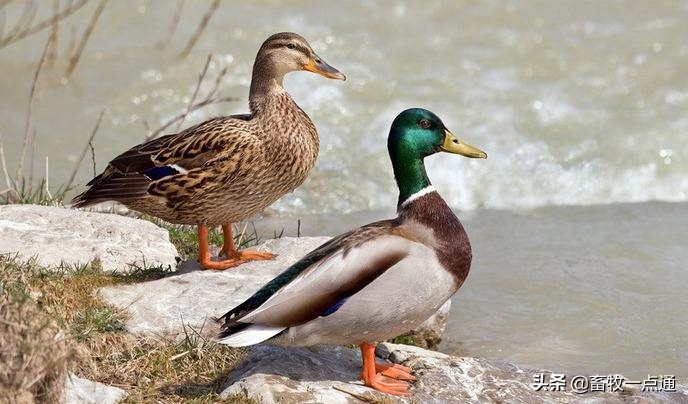 肉鸭疾病管理流程,肉鸭全程预防方案