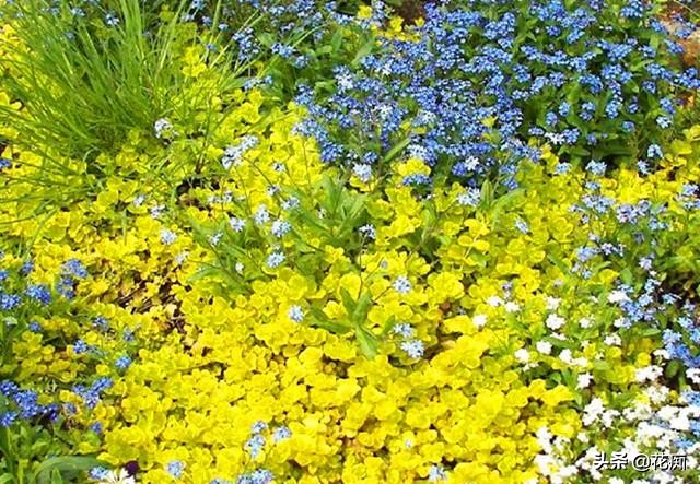地被植物就选过路黄，轻松长成“地毯”，耐寒耐热又好看！