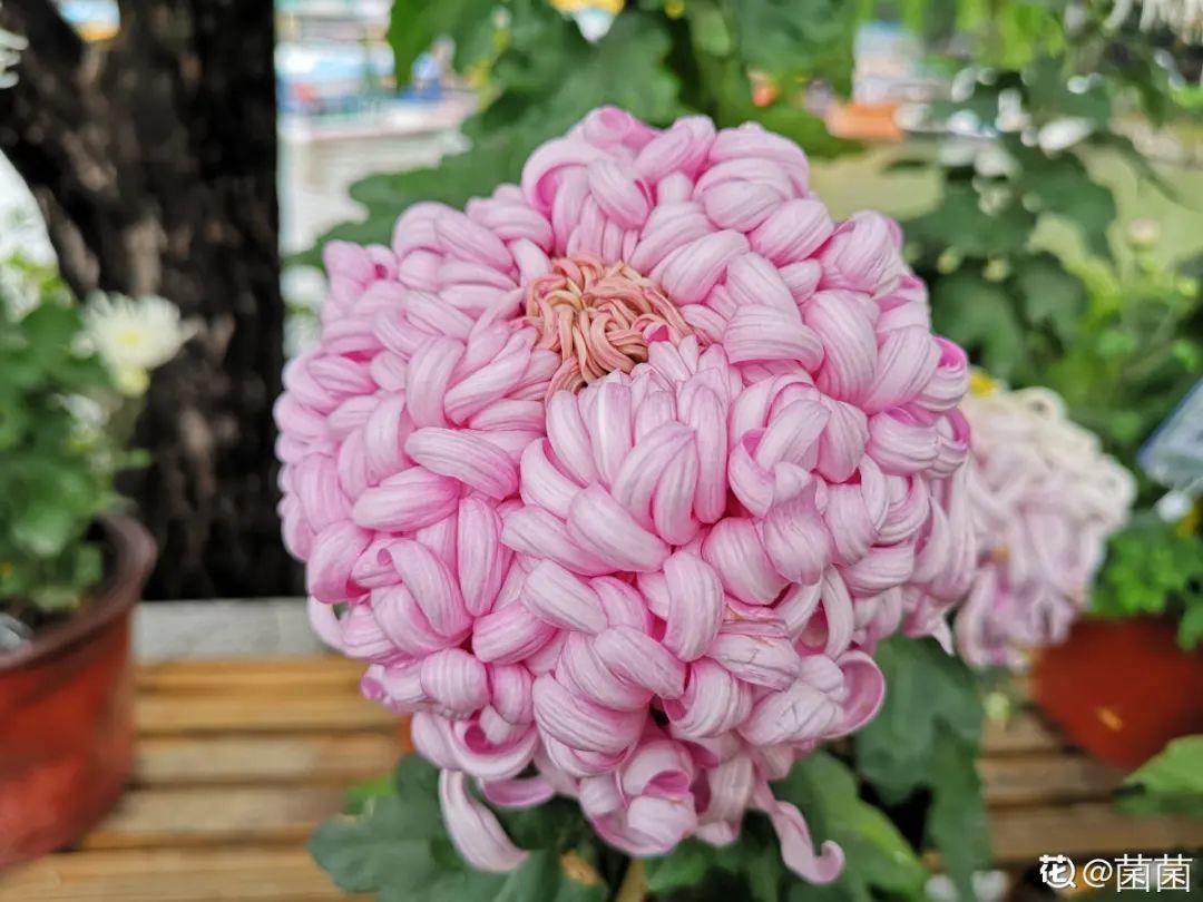 耐寒又好养的香水花,家里可以养法国香水花