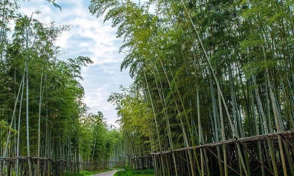 安徽颍上县发展定位,颍上县发展经济的重大举措