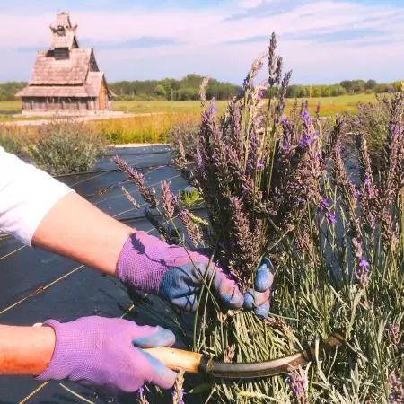 将薰衣草的花朵制作成干花，保存数年都还有香味