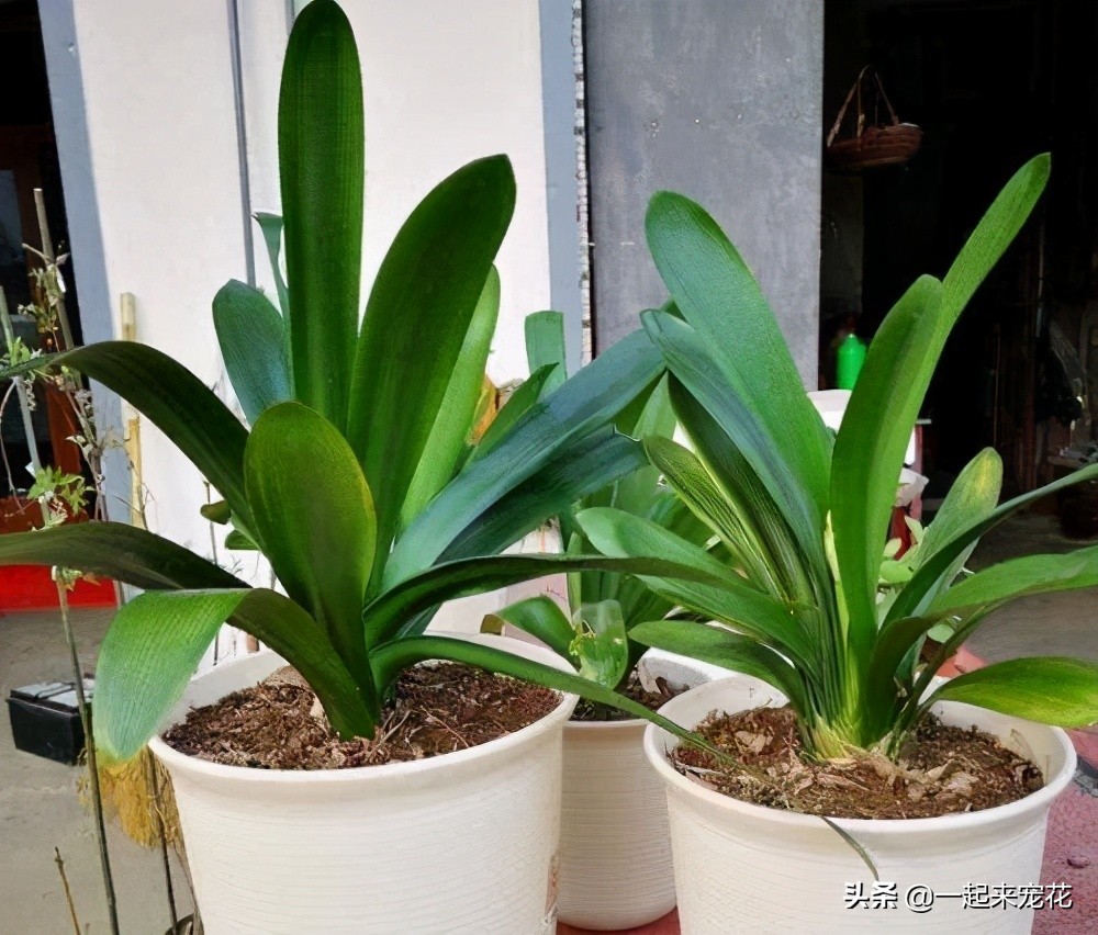 君子兰夏季怎样防病虫,夏季君子兰的养殖方法和注意事项