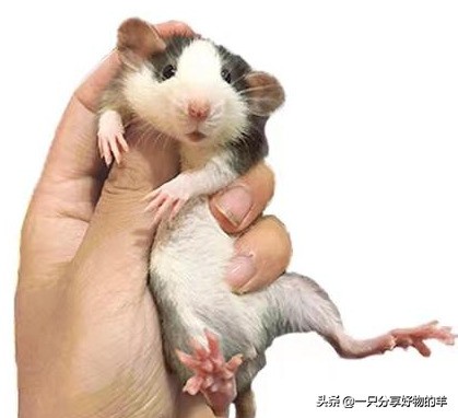 空间小可以养什么宠物呢,空间小适合养什么宠物