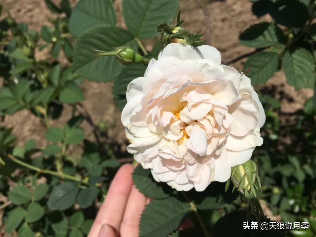 怦然心动的万人迷月季，原来从它而来（二）