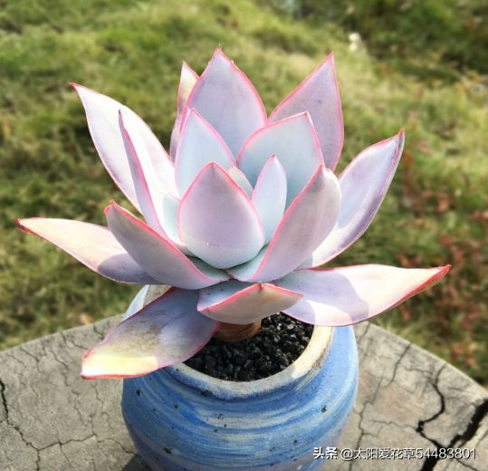 怎么养殖多肉广寒宫?掌握5个小妙招,株型紧凑又漂亮