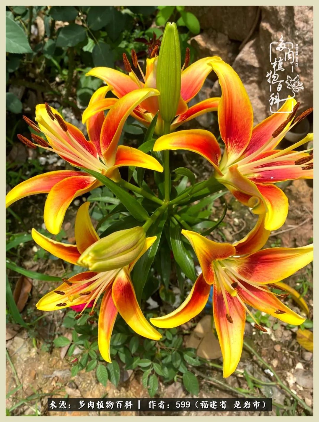 生活需要努力也需要花草,所有的热爱都需要不遗余力图片