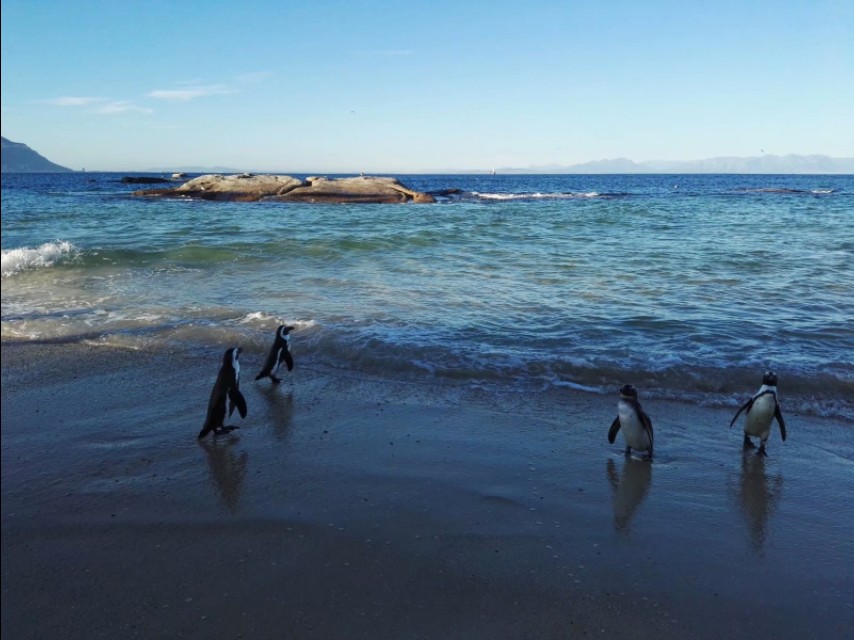 南非开普敦山吃饭,开普敦桌山上帝遗落在人间的餐桌