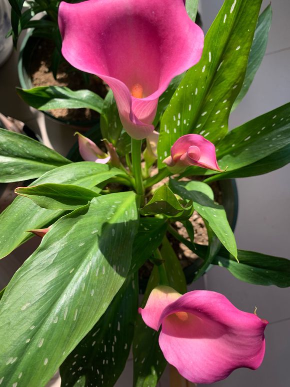 马蹄莲的养法和注意事项,马蹄莲养护方法和注意事项