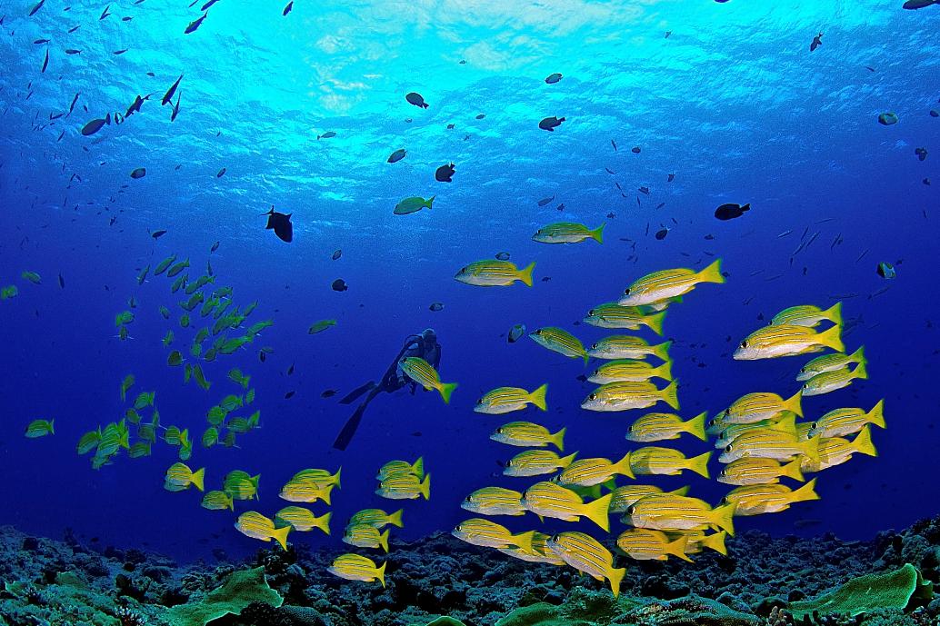 泰国四大潜水梦幻海岛,潜水游玩爱好者普吉岛