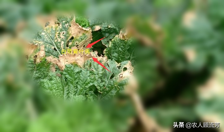 白菜种叶发黄的治疗方法,白菜枯死怎么治