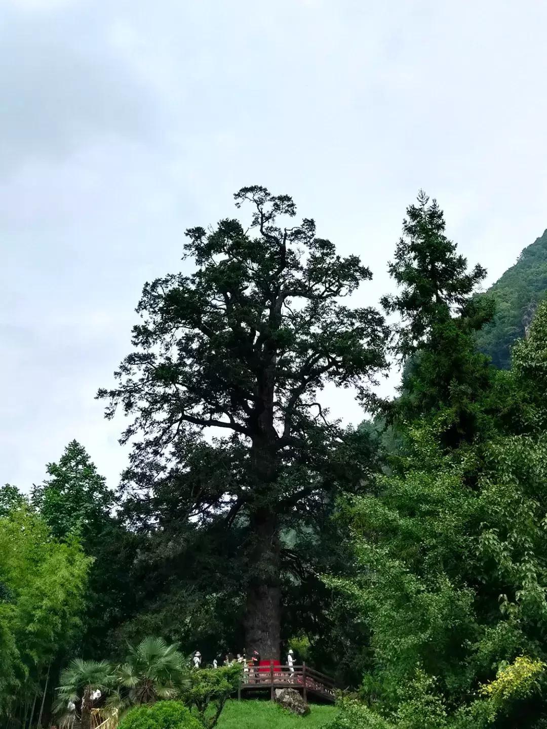 神农架攻略书,重庆出发神农架三日自驾游攻略
