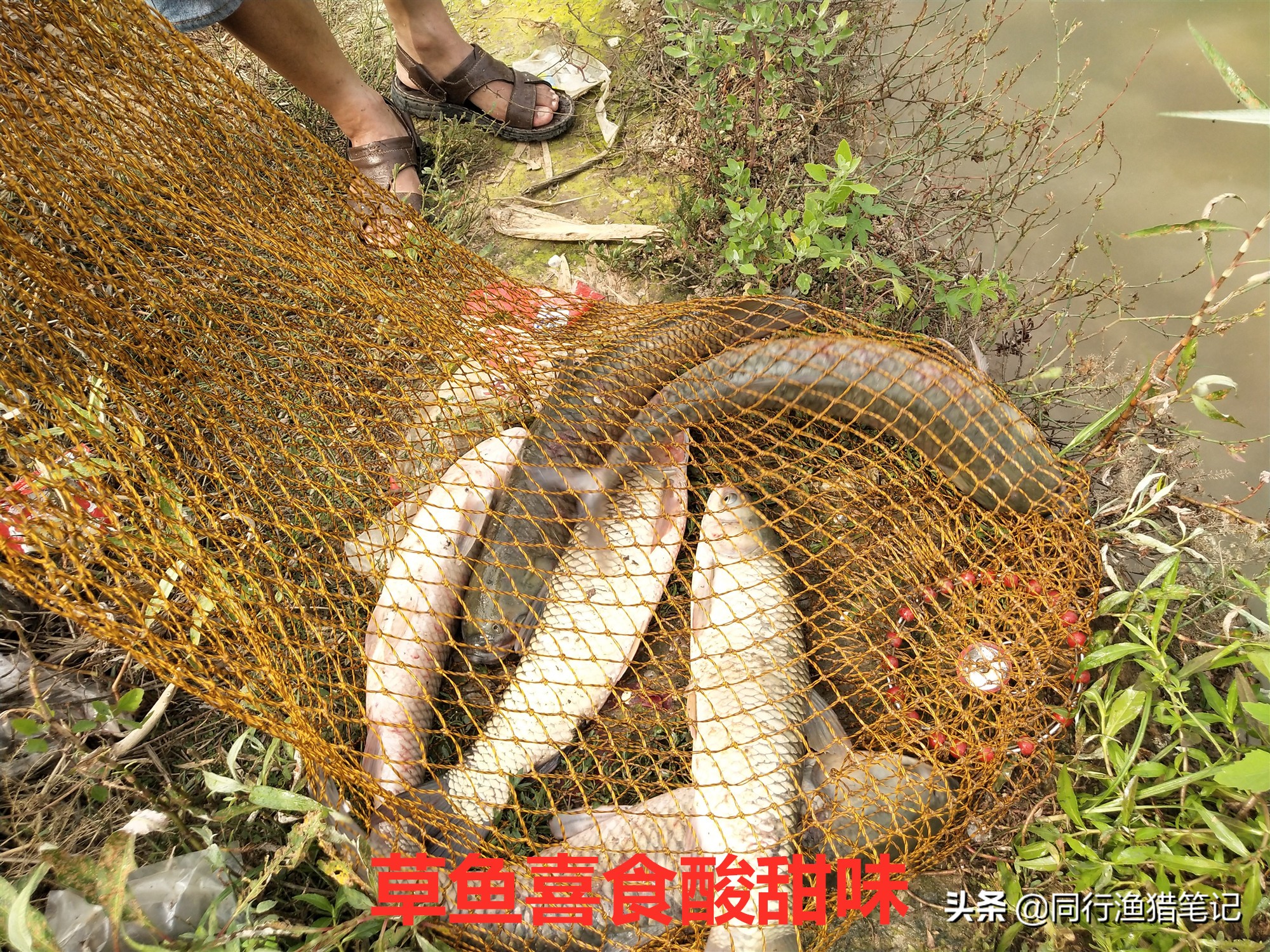 食品级果酸,果酸在鱼饵中的作用