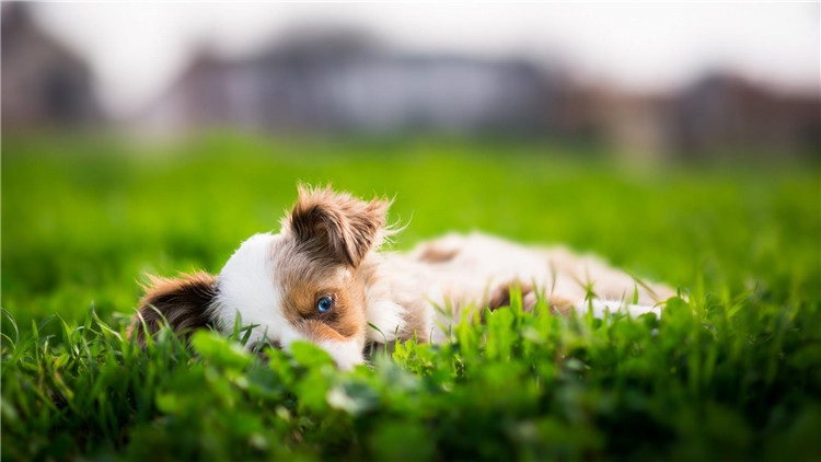 主人怀孕狗狗注意事项,狗狗怀孕40多天饮食方面怎样最好