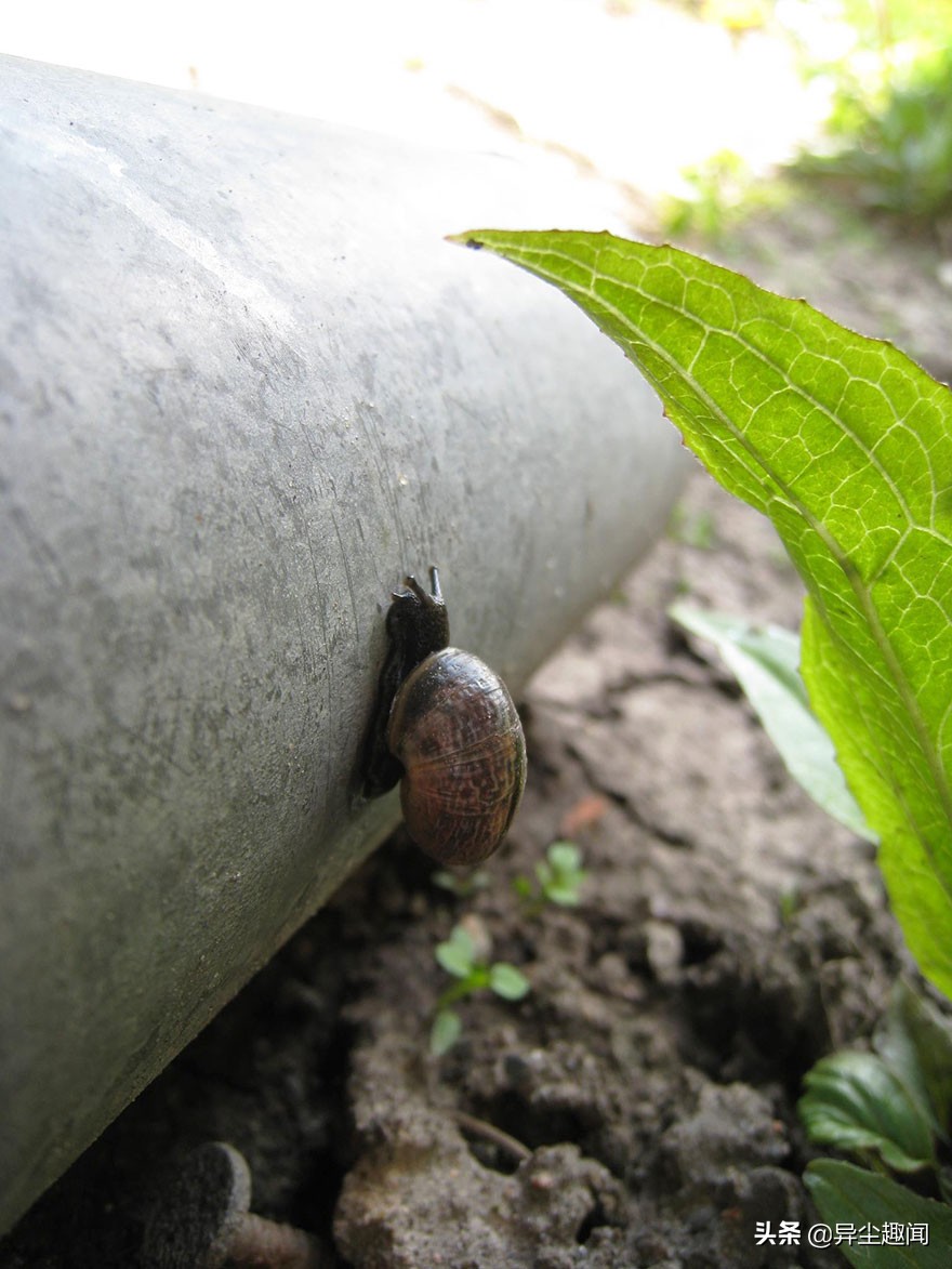 最漂亮的蜗牛图片,100幅蜗牛图片