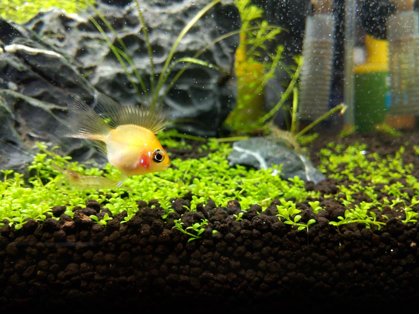 金波子好不好卖,金波子和什么鱼一起养