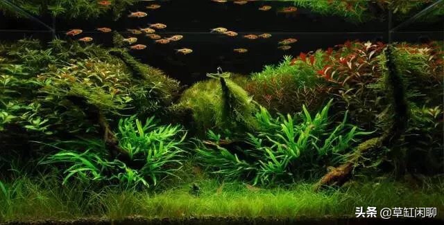 新手草缸造景之水草造景后的日常管理和维护