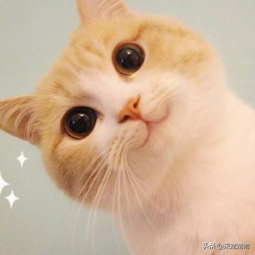 猫咪洗耳朵很不配合怎么办,生理盐水可以给猫咪洗耳朵吗